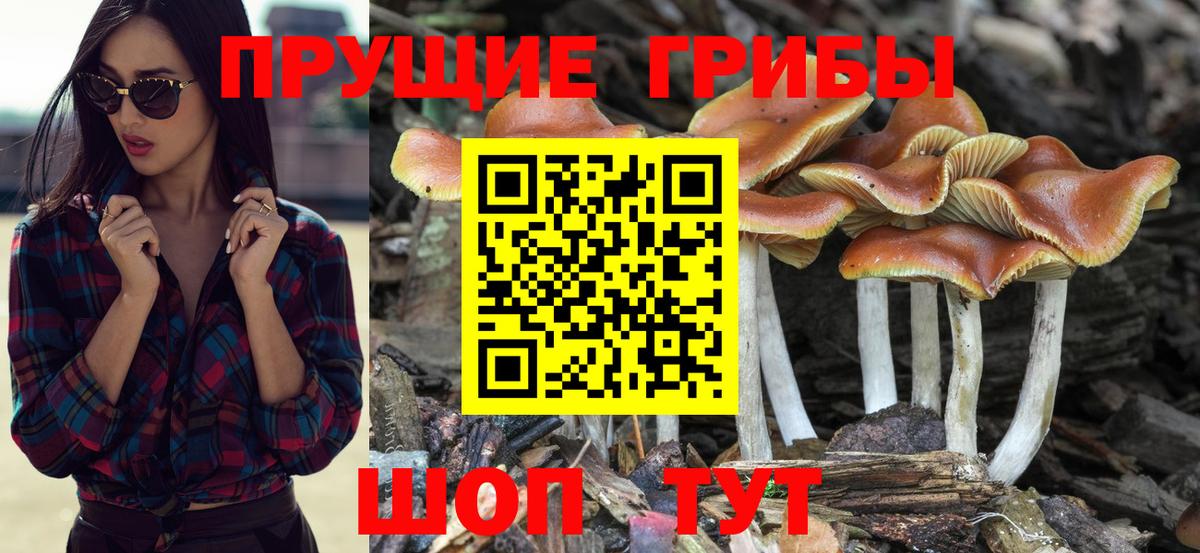 Галлюциногенные грибы GOLDEN TEACHER Горно-Алтайск